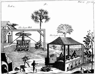 Trabalho escravo em uma plantação de açúcar nas Índias Ocidentais, 1725