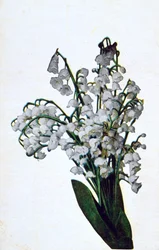 Snowdrop, cartão postal francês da flor, c1900