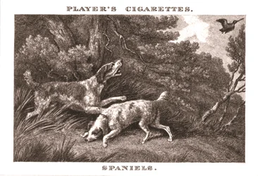 Spaniel, 1924.