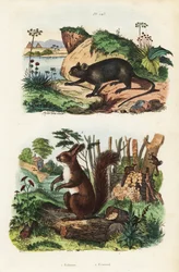 Rato espinhoso, Echimys chrysurus 1, e esquilo vermelho eurasiático, Sciurus vulgaris 2