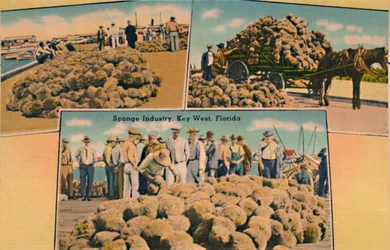 Indústria de esponja, Key West, Flórida, c1940s