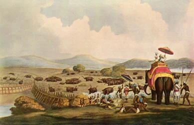 Esporte na Índia - dirigindo elefantes para um Keddah, c1808, 1901.