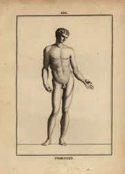 Estátua de Orestes, nu, filho de Agamémnon na mitologia grega
