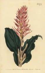 Stenorrhynchos speciosum orquídea (Neottia de flor vermelha, Neottia speciosa)