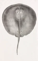 Stingray, vista frontal de perto