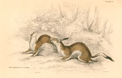 Stoat Mustela erminea, membro da família doninha, 1828