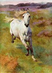 Estudo da vida para a caça ao potro na floresta nova, 1899