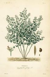 Feijão-caper sírio, Zygophyllum fabago, Fabagelle