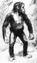 Taungs Macaco-Homem