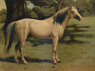 O carregador de pônei árabe do general Sir Hope Grant, c1879.