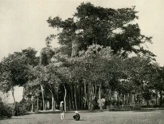 A árvore Banyan, Barrackpore, 1870, 1925.