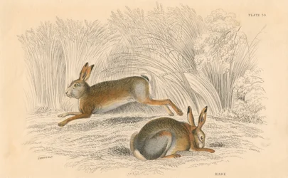 O Hare Lepus europaeus, 1828