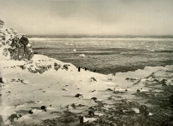 O último dos pinguins, pouco antes de sua migração, em março de 1908, 1909.