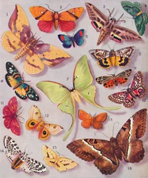 A magnífica coloração de algumas mariposas, 1935