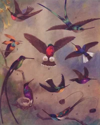 A cor maravilhosa dos beija-flores, 1935