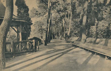 A caminhada do pinho, 1929