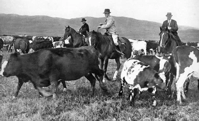 O Príncipe de Gales reunindo gado em Alberta, Canadá, c1930s