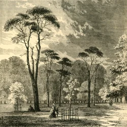 Os abetos escocêses, jardins de Kensington, c1876.