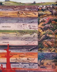 A sucessão da vida nas rochas, 1935