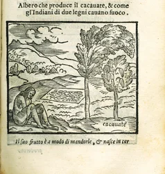 A árvore de cacau. De Historia del Mondo Nuovo por Girolamo Benzoni, 1563.