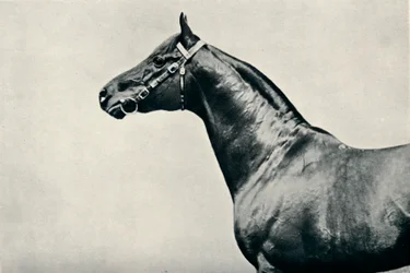O chefe do cavalo de corrida puro-sangue, Radium, c1910