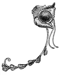 O pólen traça orquídea e sombrio Transkei de 1862