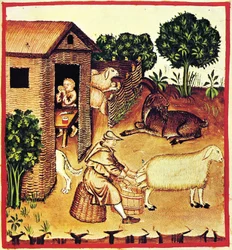 A produção de queijo. Uma miniatura de Tacuinum Sanitatis, segunda metade do 14º cen.