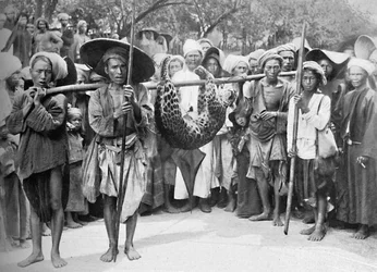 Os despojos da selva, 1902