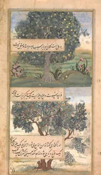 Três Árvores da Índia, fólio de uma autobiografia de Baburnama de Babur, final do século XVI.