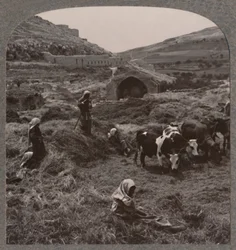 Debulha de grãos próximo a Jacobs Well, c1900