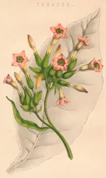 Tabaco, século c19