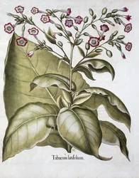 Fábrica de tabaco, 1613