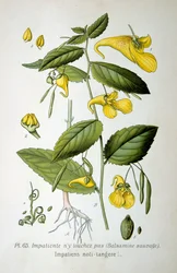 Bálsamo do tipo "toque-me-não", 1893