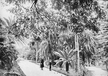 Palmeiras tropicais e samambaias no jardim botânico, c1900.