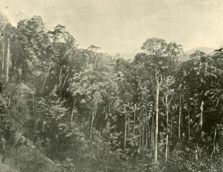 Tropical Scrubs, Blackall Range, Queensland, 1901.