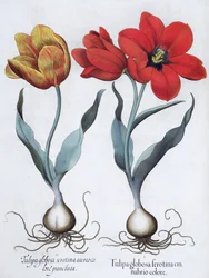 Tulipas, 1613