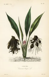 Cúrcuma longa, Curcuma turco ou ukon, Curcuma longa, Curcuma