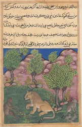 Contos Tuti-Nama de um papagaio: Conto XXVIII: O macaco aconselha o leão suspeito ..., c. 1560