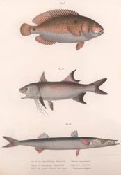 Bimaculus de dois pontos, redfin africano, barracuda comum, c.1850s