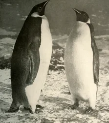 Dois pinguins-imperador, c1908, 1909.