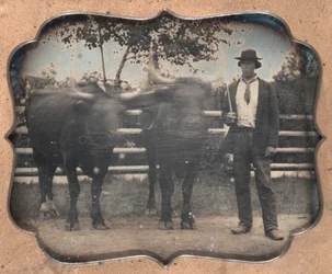 Dois bois e motorista, década de 1850.