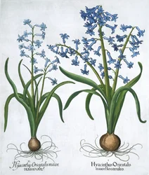 Dois jacintos azuis, 1613