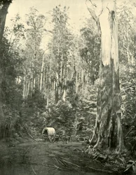 Tio Sam, 1901.