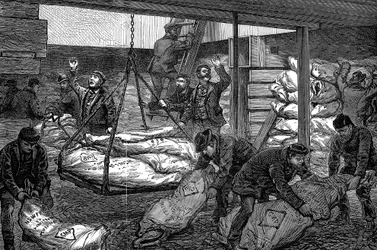 Descarregando carne congelada da Austrália, South West India Dock, Millwall, Londres, 1881