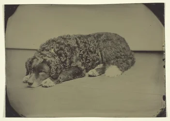 Cão sem título, 185099.