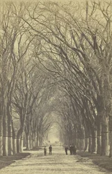 Avenida de árvores sem título, 1840-1900.