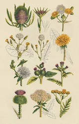 Variedades de flores silvestres britânicas, 1947