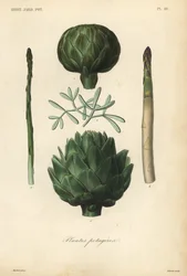 Legumes, Plantes potageres