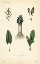 Legumes, Plantes potageres