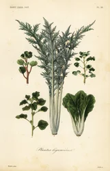 Legumes, legumes e leguminosas